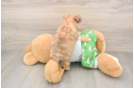 Petite Morkie Designer Pup