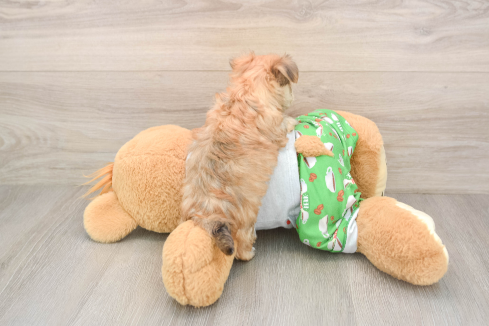 Petite Morkie Designer Pup