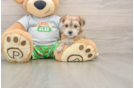 Sweet Morkie Baby