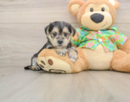 5 week old Morkie Puppy For Sale - Florida Fur Babies