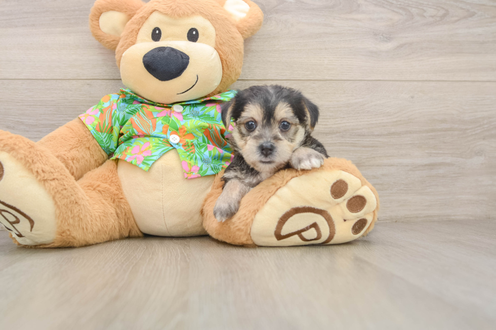 Sweet Morkie Baby