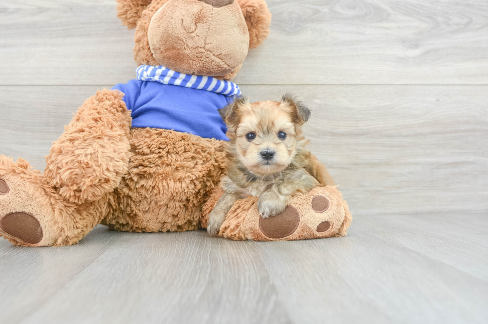 6 week old Morkie Puppy For Sale - Florida Fur Babies