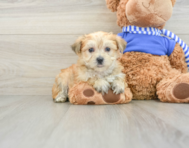 6 week old Morkie Puppy For Sale - Florida Fur Babies