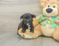 5 week old Morkie Puppy For Sale - Florida Fur Babies