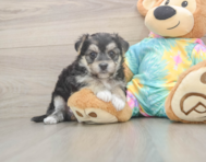 5 week old Morkie Puppy For Sale - Florida Fur Babies