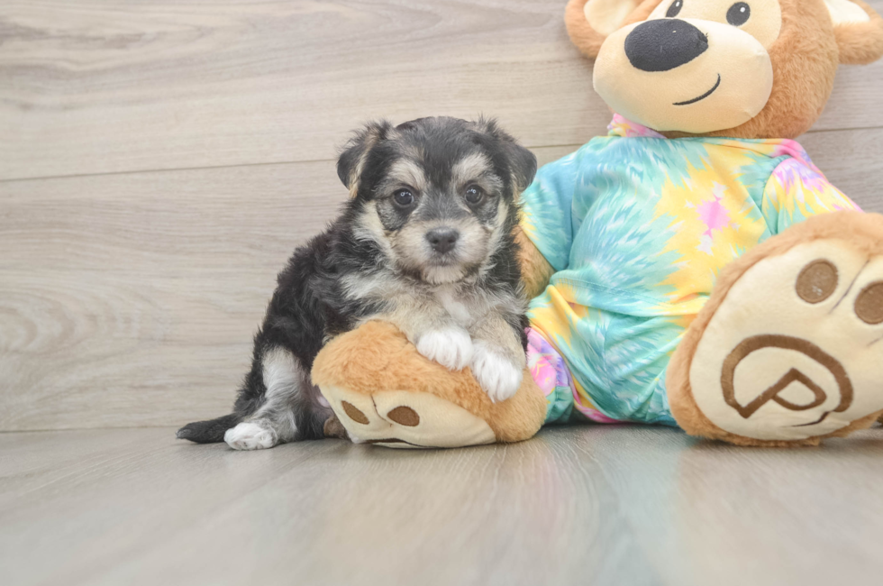 5 week old Morkie Puppy For Sale - Florida Fur Babies