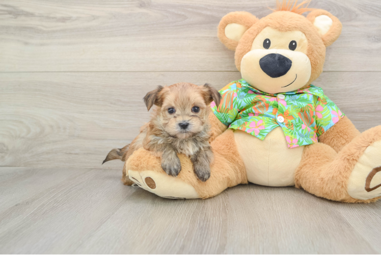 Cute Morkie Baby