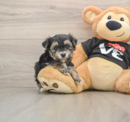 5 week old Morkie Puppy For Sale - Florida Fur Babies