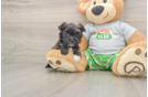 Morkie Pup Being Cute