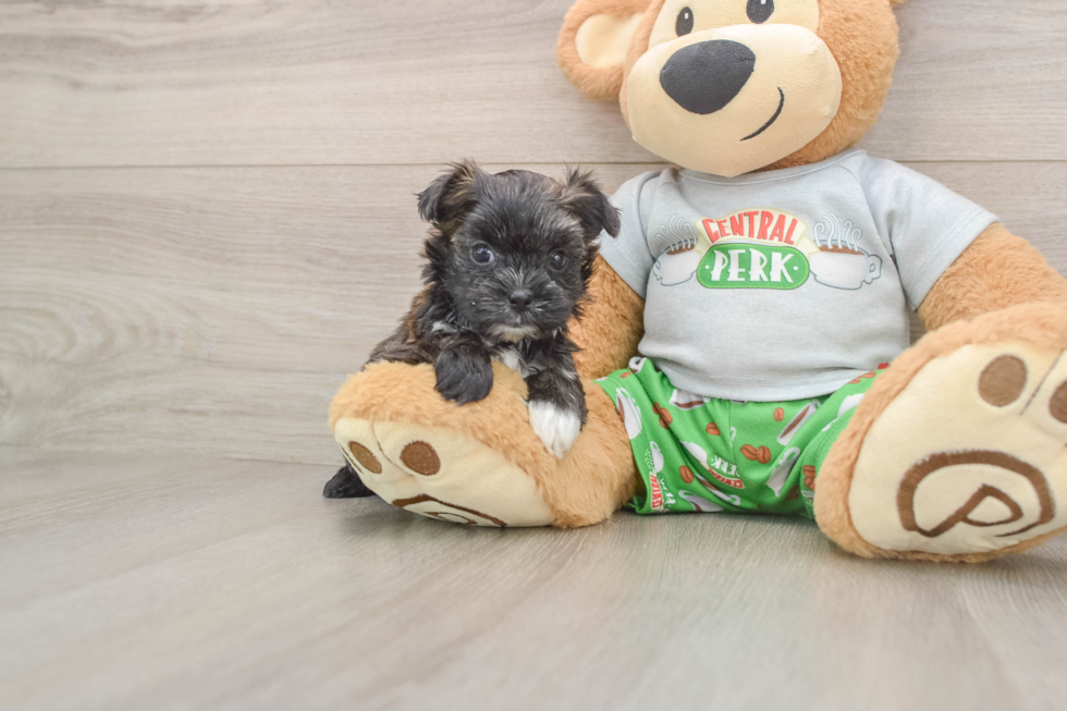 Morkie Pup Being Cute