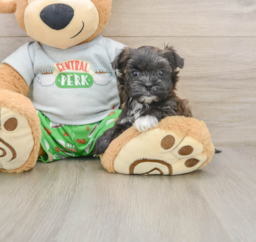 5 week old Morkie Puppy For Sale - Florida Fur Babies