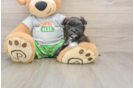 Best Morkie Baby