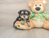 5 week old Morkie Puppy For Sale - Florida Fur Babies