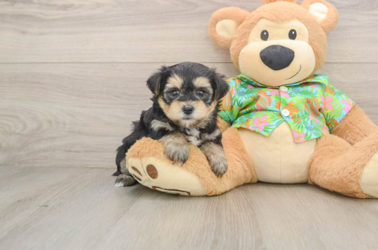 Fluffy Morkie Designer Pup