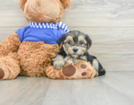 6 week old Morkie Puppy For Sale - Florida Fur Babies