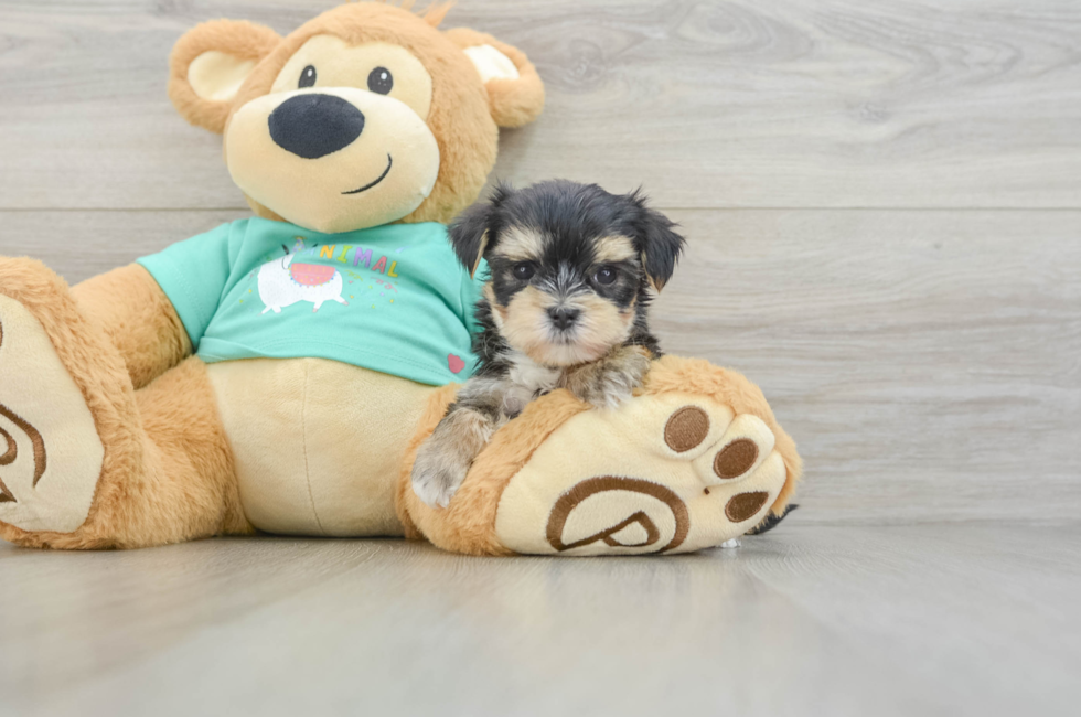 6 week old Morkie Puppy For Sale - Florida Fur Babies