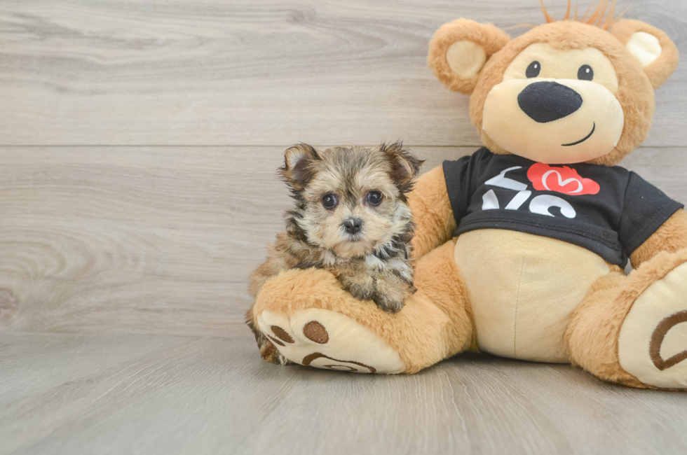 6 week old Morkie Puppy For Sale - Florida Fur Babies