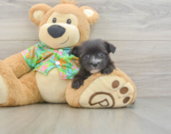7 week old Morkie Puppy For Sale - Florida Fur Babies