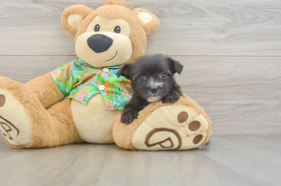 6 week old Morkie Puppy For Sale - Florida Fur Babies