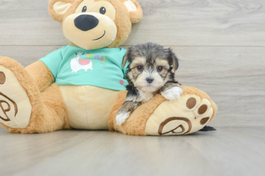 Morkie Pup Being Cute