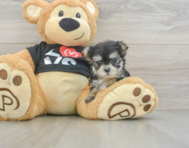 7 week old Morkie Puppy For Sale - Florida Fur Babies