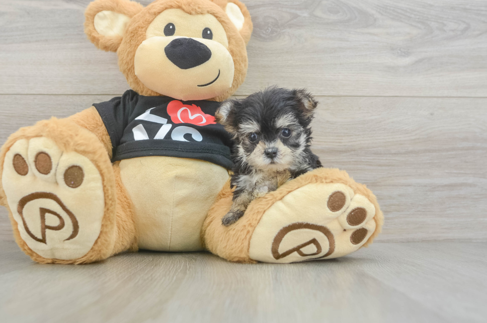 6 week old Morkie Puppy For Sale - Florida Fur Babies