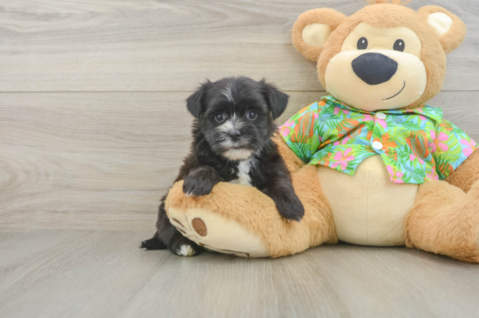 5 week old Morkie Puppy For Sale - Florida Fur Babies