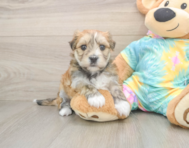 5 week old Morkie Puppy For Sale - Florida Fur Babies