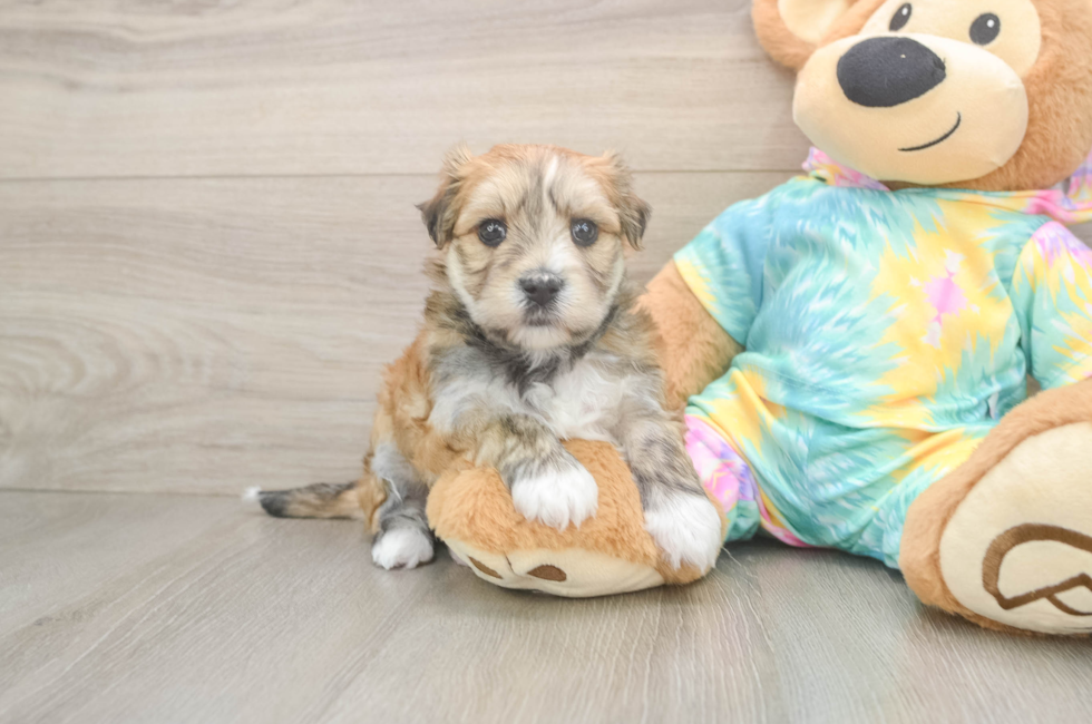 5 week old Morkie Puppy For Sale - Florida Fur Babies