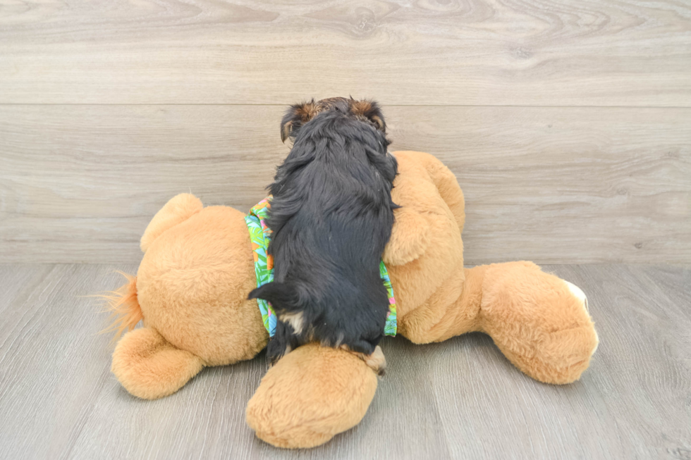 Morkie Puppy for Adoption