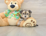 5 week old Morkie Puppy For Sale - Florida Fur Babies