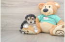Adorable Yorktese Designer Puppy