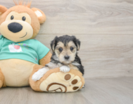 6 week old Morkie Puppy For Sale - Florida Fur Babies