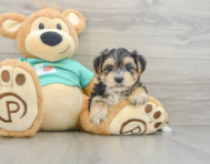 5 week old Morkie Puppy For Sale - Florida Fur Babies