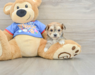 5 week old Morkie Puppy For Sale - Florida Fur Babies