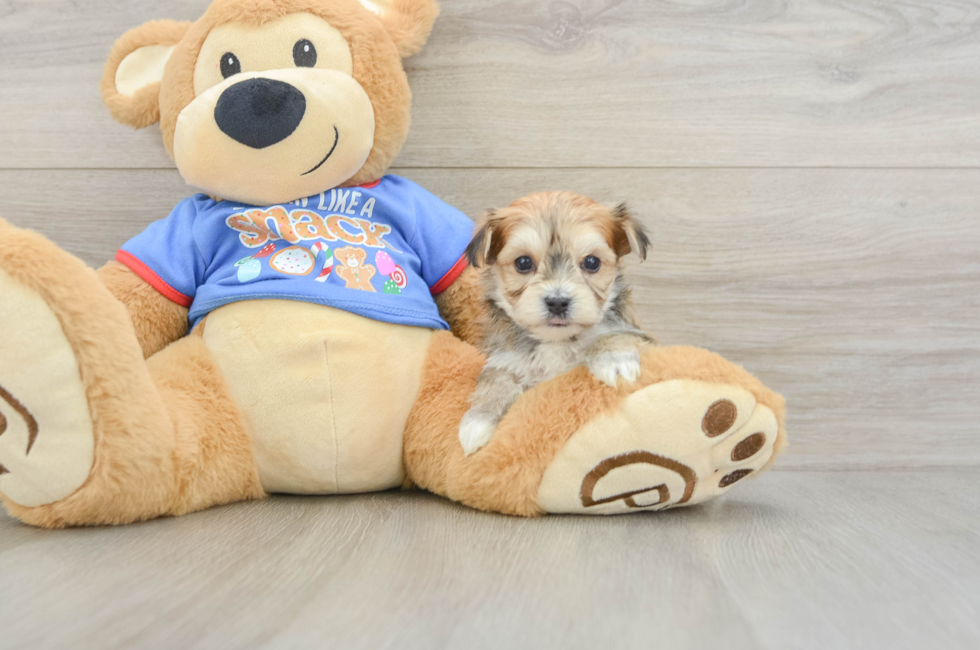 5 week old Morkie Puppy For Sale - Florida Fur Babies