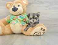 6 week old Morkie Puppy For Sale - Florida Fur Babies