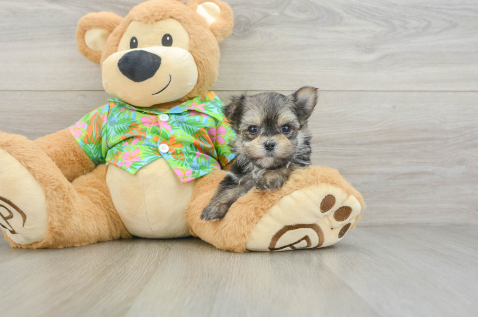 6 week old Morkie Puppy For Sale - Florida Fur Babies