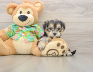 5 week old Morkie Puppy For Sale - Florida Fur Babies