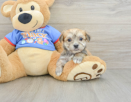 5 week old Morkie Puppy For Sale - Florida Fur Babies