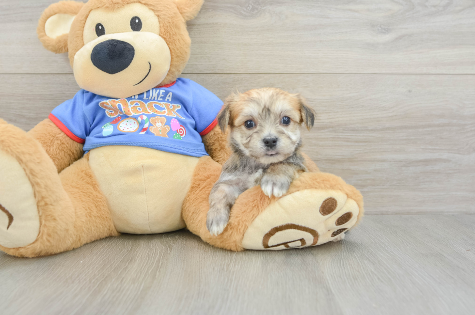 5 week old Morkie Puppy For Sale - Florida Fur Babies