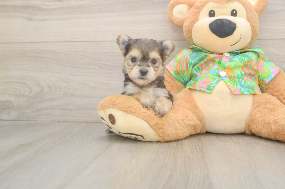 6 week old Morkie Puppy For Sale - Florida Fur Babies