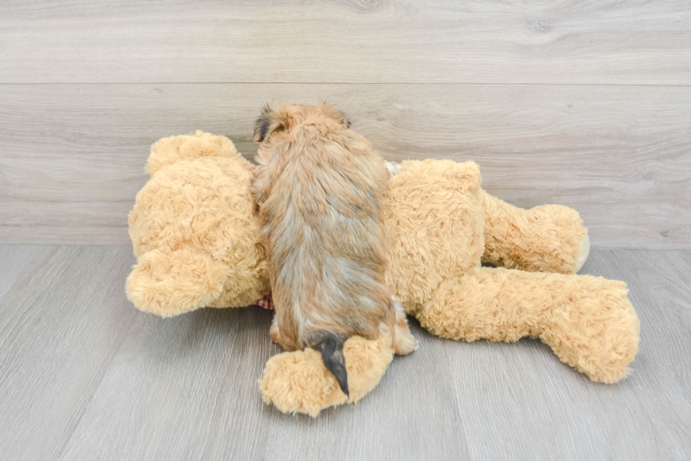 Morkie Puppy for Adoption