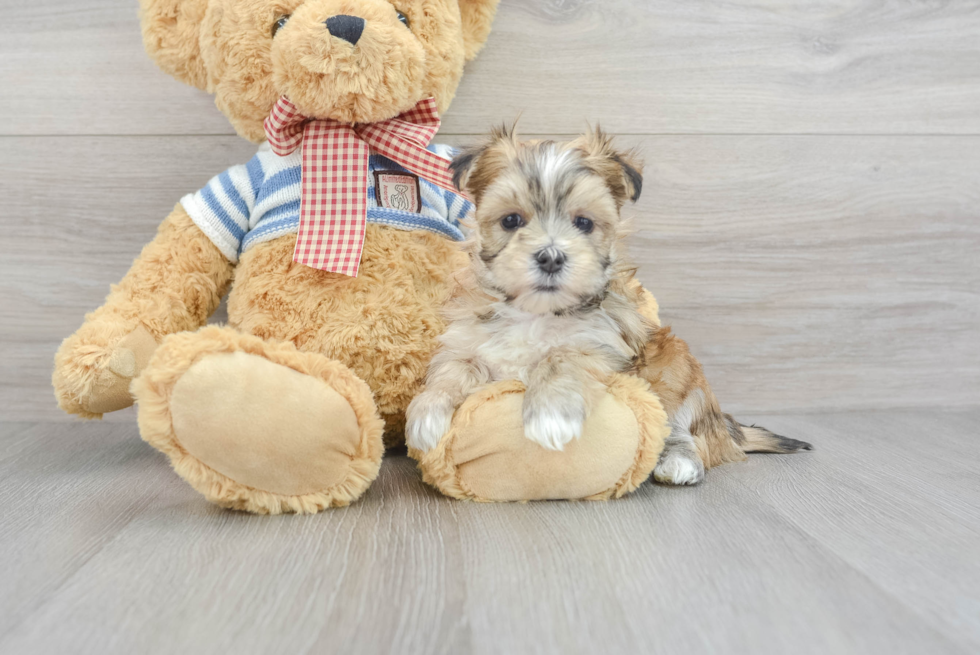 Morkie Pup Being Cute
