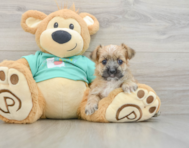 5 week old Morkie Puppy For Sale - Florida Fur Babies
