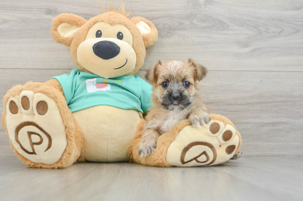 6 week old Morkie Puppy For Sale - Florida Fur Babies