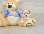 5 week old Morkie Puppy For Sale - Florida Fur Babies