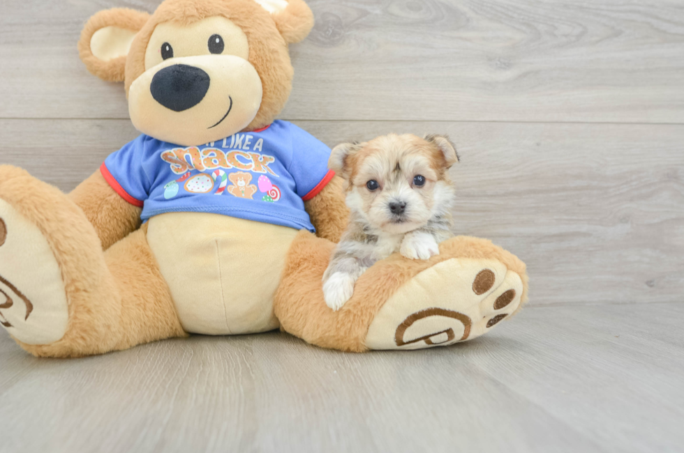5 week old Morkie Puppy For Sale - Florida Fur Babies