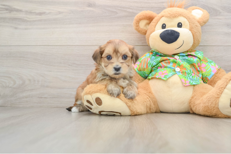 Funny Morkie Designer Pup
