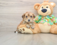 5 week old Morkie Puppy For Sale - Florida Fur Babies